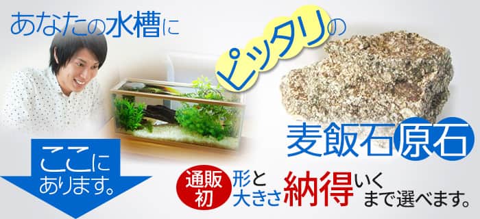あなたの水槽にピッタリの麦飯石原石 ここにあります。通販初、形と大きさ納得いくまで選べます。